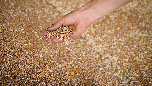 В Воронежской области собрали не менее одного млн тонн зерна