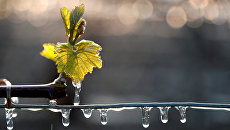 Виноградники, покрытые водой, которая была распылена для защиты их от мороза в Шабли, Франция. 28 апреля 2017 Виноградники, покрытые водой, которая была распылена для защиты их от мороза в Шабли, Франция. 28 апреля 2017