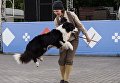 Участница фестиваля собак и людей Спутники жизни в Измайловском Парке культуры и отдыха в Москве Участница фестиваля собак и людей Спутники жизни в Измайловском Парке культуры и отдыха в Москве