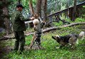 Десятимесячный тигренок Шерхан и собака Табаки играют с сотрудником сафари-парка в вольере Приморского сафари-парка Десятимесячный тигренок Шерхан и собака Табаки играют с сотрудником сафари-парка в вольере Приморского сафари-парка