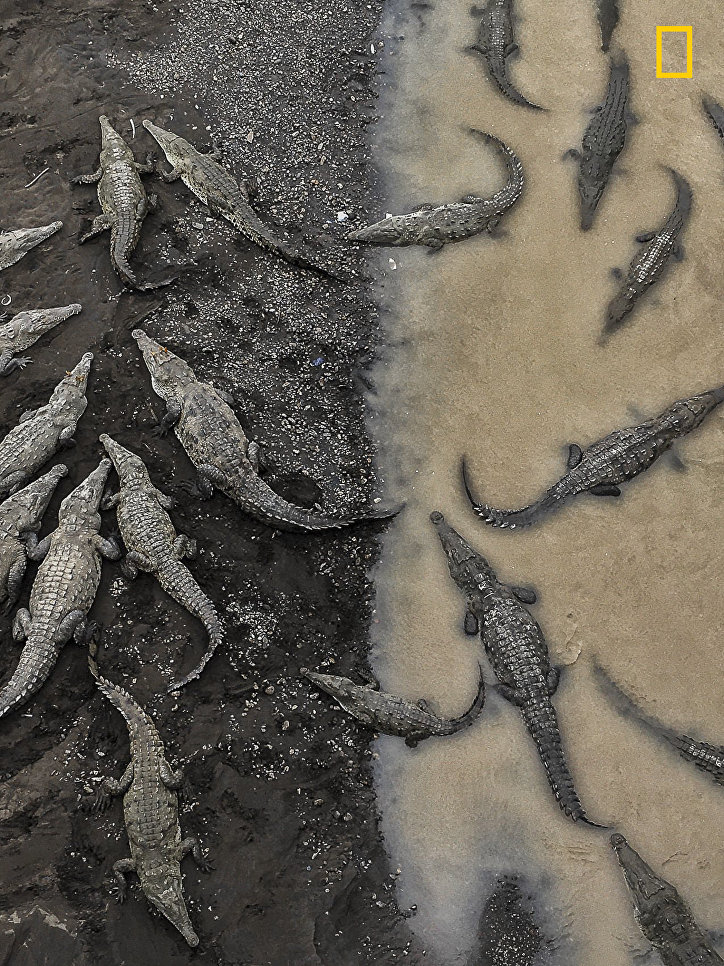 Работа фотографа Tarun Sinha Crocodiles at Rio Tarcoles, занявшая 3-е место в категории Природа в фотоконкурсе 2017 National Geographic Travel Photographer of the Year Работа фотографа Tarun Sinha Crocodiles at Rio Tarcoles, занявшая 3-е место в категории Природа в фотоконкурсе 2017 National Geographic Travel Photographer of the Year