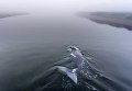 Застрявший гренландский кит на острове Большой Шантар Застрявший гренландский кит на острове Большой Шантар