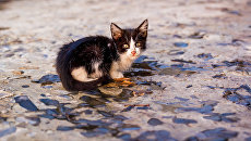 Котенок на улице. архивное фото Котенок на улице. архивное фото
