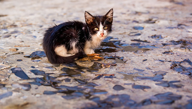 Котенок на улице. архивное фото