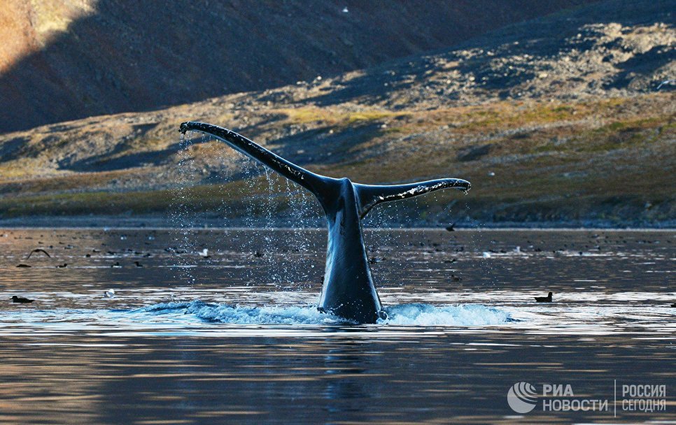 Серый кит в проливе Сенявина у острова Ыттыгран в Чукотском автономном округе.