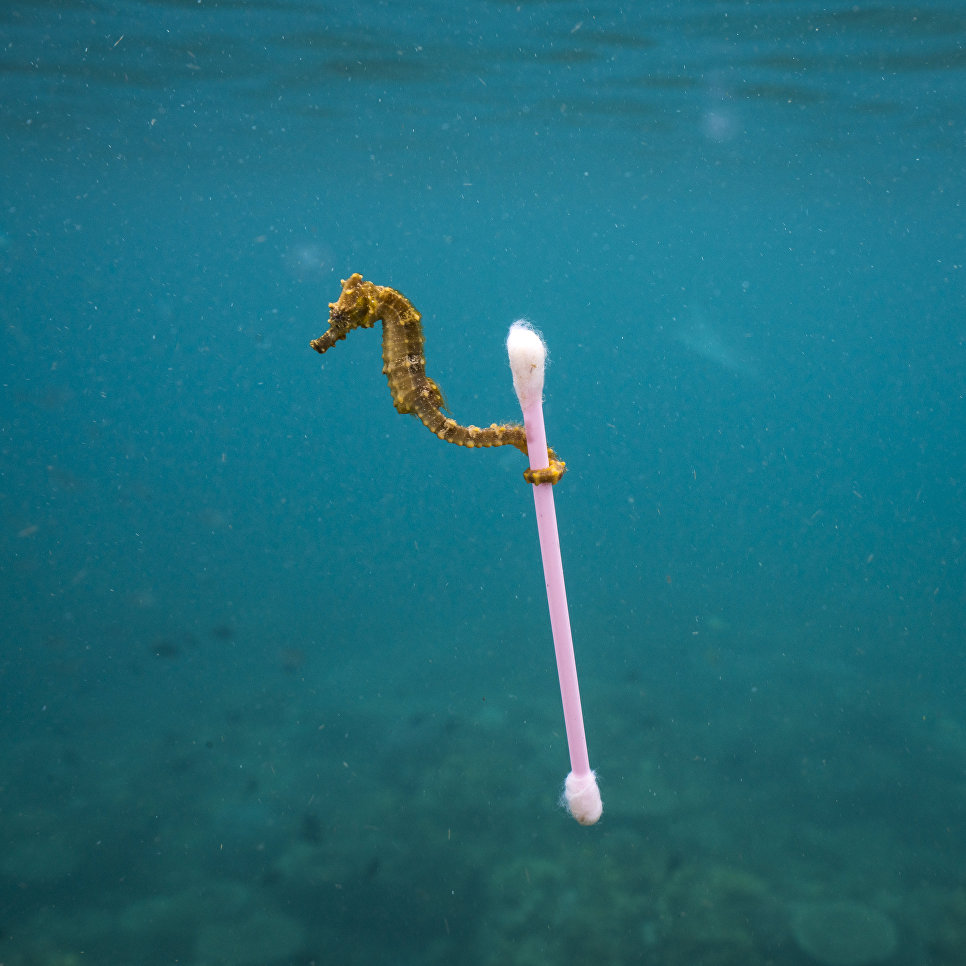 Работа фотографа из США Justin Hofman Sewage surfer в категории Одиночное изображение в финале конкурса Wildlife Photographer of the Year 2017 Работа фотографа из США Justin Hofman Sewage surfer в категории Одиночное изображение в финале конкурса Wildlife Photographer of the Year 2017