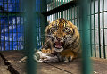 Работа фотографа из США Steve Winter Saved but caged в категории Одиночное изображение в финале конкурса Wildlife Photographer of the Year 2017 Работа фотографа из США Steve Winter Saved but caged в категории Одиночное изображение в финале конкурса Wildlife Photographer of the Year 2017