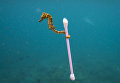 Работа фотографа из США Justin Hofman Sewage surfer в категории Одиночное изображение в финале конкурса Wildlife Photographer of the Year 2017 Работа фотографа из США Justin Hofman Sewage surfer в категории Одиночное изображение в финале конкурса Wildlife Photographer of the Year 2017
