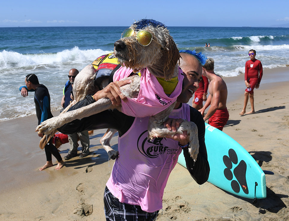 Ежегодный турнир по собачьему серфингу Surf City Surf Dog на пляже Хантингтон-Бич, Калифорния. 23 сентября 2017 года Ежегодный турнир по собачьему серфингу Surf City Surf Dog на пляже Хантингтон-Бич, Калифорния. 23 сентября 2017 года