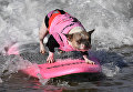 Участник турнира по собачьему серфингу Surf City Surf Dog на пляже Хантингтон-Бич, Калифорния. 23 сентября 2017 года Участник турнира по собачьему серфингу Surf City Surf Dog на пляже Хантингтон-Бич, Калифорния. 23 сентября 2017 года