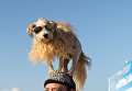 Ежегодный турнир по собачьему серфингу Surf City Surf Dog на пляже Хантингтон-Бич, Калифорния. 23 сентября 2017 года Ежегодный турнир по собачьему серфингу Surf City Surf Dog на пляже Хантингтон-Бич, Калифорния. 23 сентября 2017 года