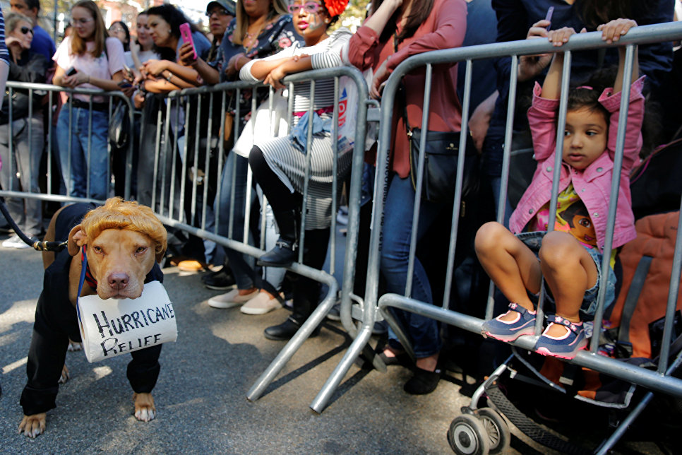 Костюмированный Хеллоуин-парад собак в Нью-Йорке