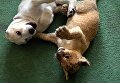 Маленькая львица Астра и щенок среднеазиатской овчарки по кличке Эльза Маленькая львица Астра и щенок среднеазиатской овчарки по кличке Эльза