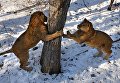 Полуторагодовалые африканские львы, которых привезли из крымского парка львов Тайган, осваивают новую территорию в Приморском сафари-парке во Владивостоке Полуторагодовалые африканские львы, которых привезли из крымского парка львов Тайган, осваивают новую территорию в Приморском сафари-парке во Владивостоке