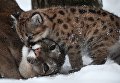 Самка пумы Милана с детенышем, родившимся в конце ноября 2017 в Новосибирском зоопарке имени Р.А. Шило Самка пумы Милана с детенышем, родившимся в конце ноября 2017 в Новосибирском зоопарке имени Р.А. Шило