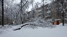 Дерево упавшее в одном из дворов из-за снегопада в Москве. 4 февраля 2018 Дерево упавшее в одном из дворов из-за снегопада в Москве. 4 февраля 2018