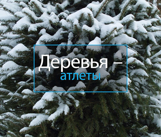 Деревья-Атлеты Деревья-Атлеты