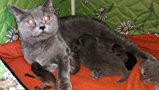 В Приморье кошка позаботилась о новорожденных енотах, которых выкинула мать В Приморье кошка позаботилась о новорожденных енотах, которых выкинула мать