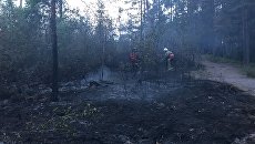 Пожар в парке Монрепо Пожар в парке Монрепо