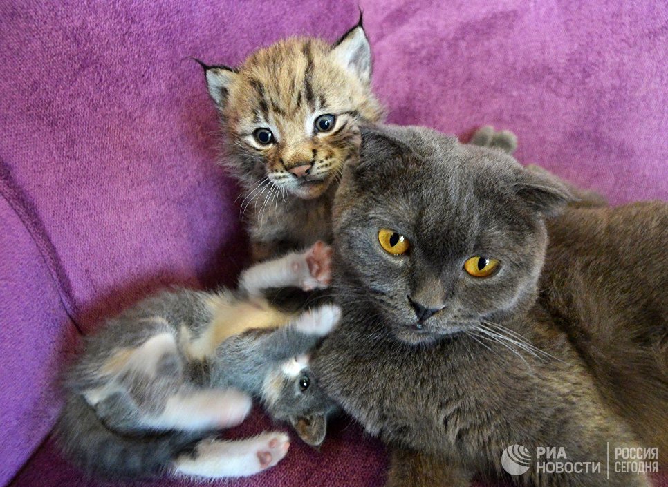 Кошка по кличке Моника со своими котятами и рысенком, которого она выкормила в зоопарке Чудесный недалеко от Уссурийска в Приморском крае. Теперь она воспитывает его, поскольку биологическая мама не может ухаживать за детенышем из‐за проблем со здоровьем Кошка по кличке Моника со своими котятами и рысенком, которого она выкормила в зоопарке Чудесный недалеко от Уссурийска в Приморском крае. Теперь она воспитывает его, поскольку биологическая мама не может ухаживать за детенышем из‐за проблем со здоровьем
