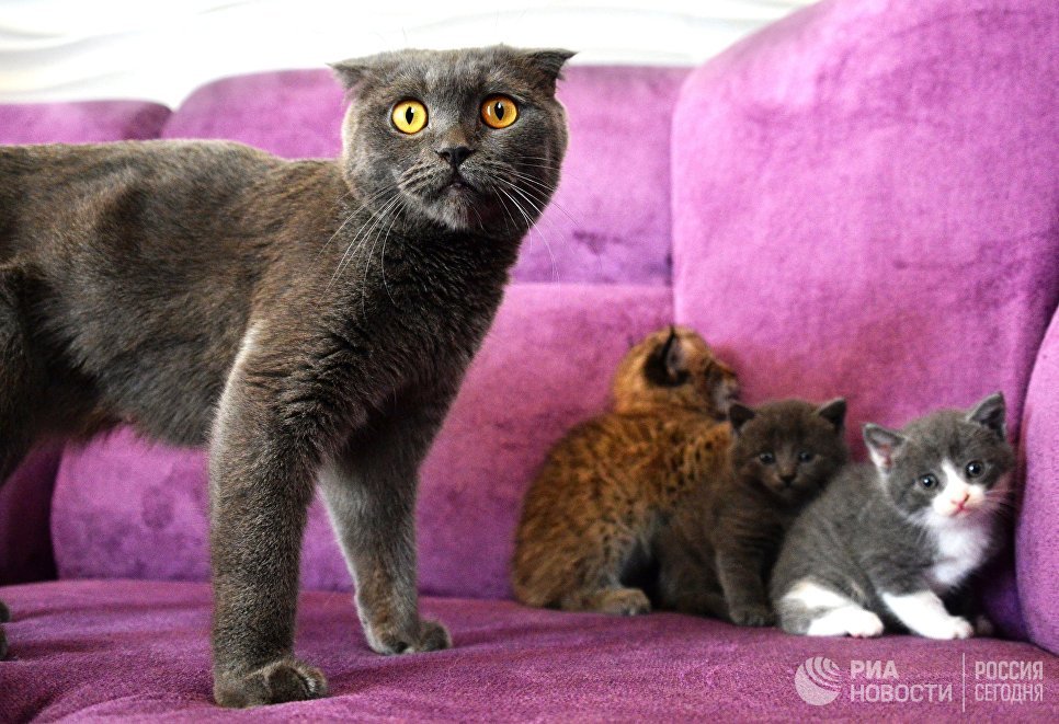 Кошка по кличке Моника со своими котятами и рысенком, которого она выкормила в зоопарке Чудесный недалеко от Уссурийска в Приморском крае. Теперь она воспитывает его, поскольку биологическая мама не может ухаживать за детенышем из‐за проблем со здоровьем Кошка по кличке Моника со своими котятами и рысенком, которого она выкормила в зоопарке Чудесный недалеко от Уссурийска в Приморском крае. Теперь она воспитывает его, поскольку биологическая мама не может ухаживать за детенышем из‐за проблем со здоровьем