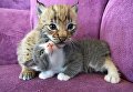 Котенок и рысенок, которого выкормила кошка по кличке Моника в зоопарке Чудесный недалеко от Уссурийска в Приморском крае Котенок и рысенок, которого выкормила кошка по кличке Моника в зоопарке Чудесный недалеко от Уссурийска в Приморском крае