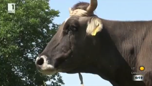 Власти Болгарии передумали казнить сбежавшую из ЕС корову Пенку