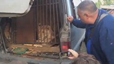 В Челябинске львица и две собаки почти две недели были заперты в машине. Скриншот видео В Челябинске львица и две собаки почти две недели были заперты в машине. Скриншот видео