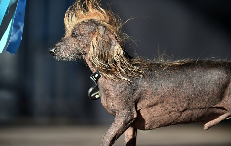 Собака на конкурсе Самая уродливая собака в мире(World's Ugliest Dog) Собака на конкурсе Самая уродливая собака в мире(World's Ugliest Dog)