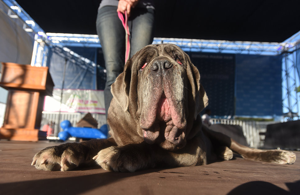 Собака на конкурсе Самая уродливая собака в мире(World's Ugliest Dog) Собака на конкурсе Самая уродливая собака в мире(World's Ugliest Dog)