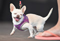 Собака на конкурсе Самая уродливая собака в мире(World's Ugliest Dog) Собака на конкурсе Самая уродливая собака в мире(World's Ugliest Dog)