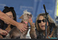 Собака на конкурсе Самая уродливая собака в мире(World's Ugliest Dog) Собака на конкурсе Самая уродливая собака в мире(World's Ugliest Dog)