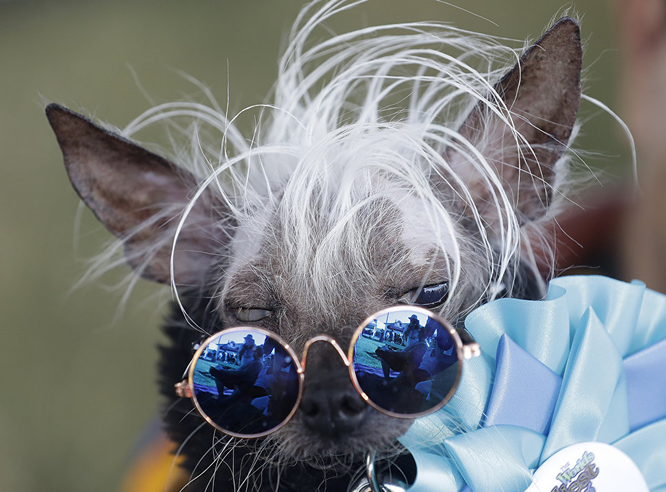 Собака на конкурсе Самая уродливая собака в мире(World's Ugliest Dog) Собака на конкурсе Самая уродливая собака в мире(World's Ugliest Dog)