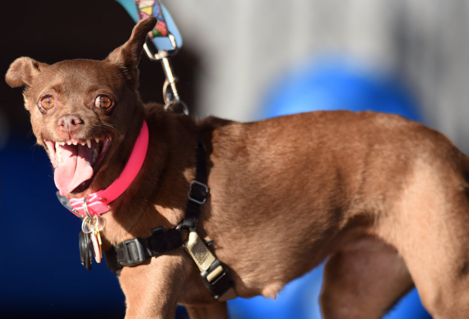 Собака на конкурсе Самая уродливая собака в мире(World's Ugliest Dog) Собака на конкурсе Самая уродливая собака в мире(World's Ugliest Dog)