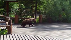 Медвежонок на Столбах вышел к людям на туристической тропе Медвежонок на Столбах вышел к людям на туристической тропе
