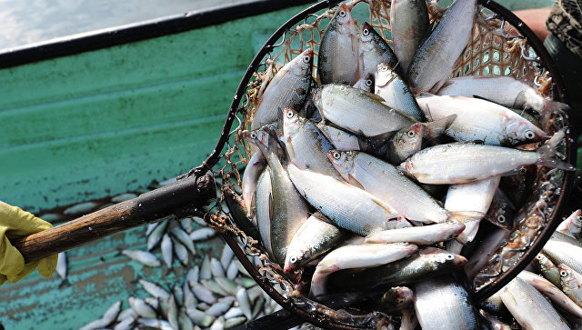 В Ростовской области почти вдвое увеличат поддержку рыбной отрасли 