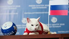 Кот Ахилл из Санкт-Петербурга. Архивное фото Кот Ахилл из Санкт-Петербурга. Архивное фото