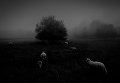 Работа фотографа Sukru Mehmet Omur из Франции Morning Fog, занявшая первое место в категории Природа в фотоконкурсе 2018 iPhone Photography Awards Работа фотографа Sukru Mehmet Omur из Франции Morning Fog, занявшая первое место в категории Природа в фотоконкурсе 2018 iPhone Photography Awards