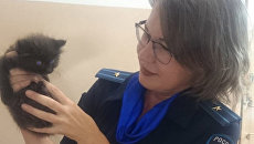 Старший следователь Оксана Кащенко и котенок Жорик Старший следователь Оксана Кащенко и котенок Жорик