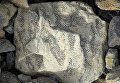 Отпечатки древней растительности на Шпицбергене Отпечатки древней растительности на Шпицбергене