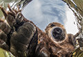 Любопытный медведь. Коростелев Михаил/Россия Любопытный медведь. Коростелев Михаил/Россия