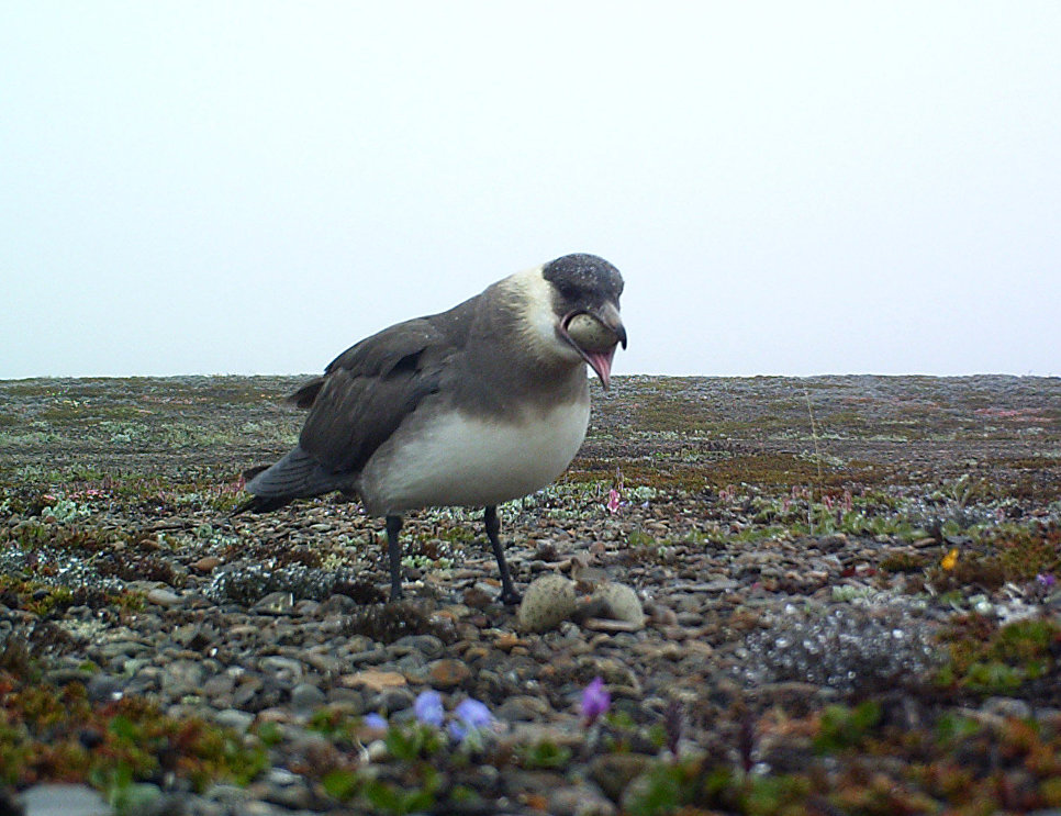 МГУ: глобальное потепление вызовет массовое вымирание птиц в Арктике 