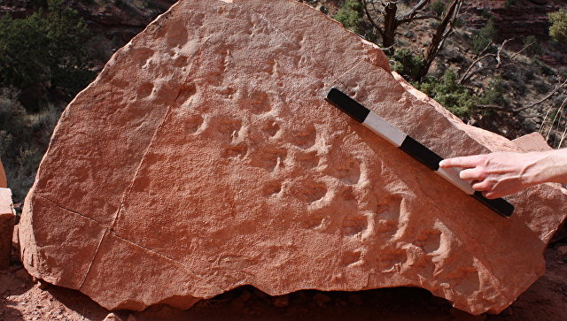 Палеонтологи нашли в США отпечатки следов первых ящеров Земли 