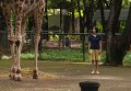 Кадр из фильма Открытки из зоопарка (Kebun binatang / Postcards From The Zoo) Кадр из фильма Открытки из зоопарка (Kebun binatang / Postcards From The Zoo)