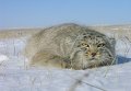 Манул в Даурском заповеднике Манул в Даурском заповеднике