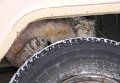 Забайкальский манул Забайкальский манул