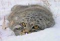 Забайкальский манул Забайкальский манул