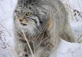 Забайкальский манул Забайкальский манул