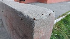 Божьи коровки в Бердске Божьи коровки в Бердске