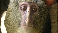 Самец Cercopithecus lomamiensis. Самец Cercopithecus lomamiensis.